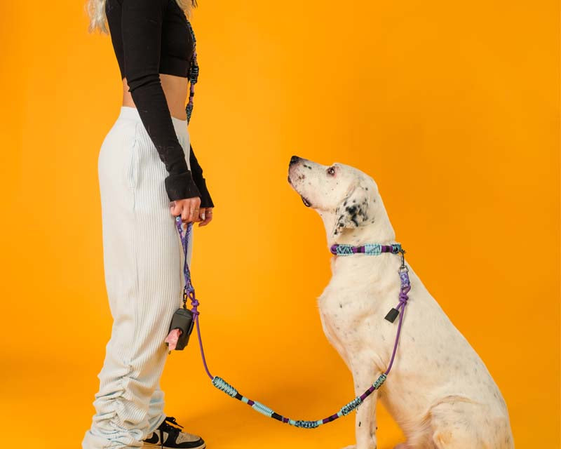 Handmade Dog Collars: Sizing, Fit and Care (Honest Guide)